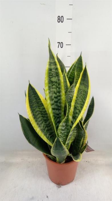 <h4>Sansevieria trifa. 'Laurentii'</h4>