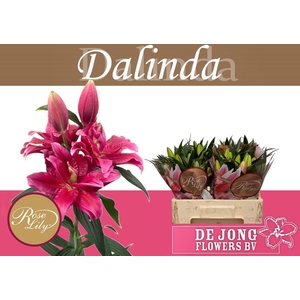 LI OR DU RL DALINDA