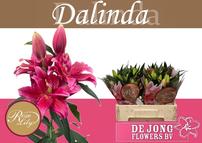<h4>LI OR DU RL DALINDA</h4>