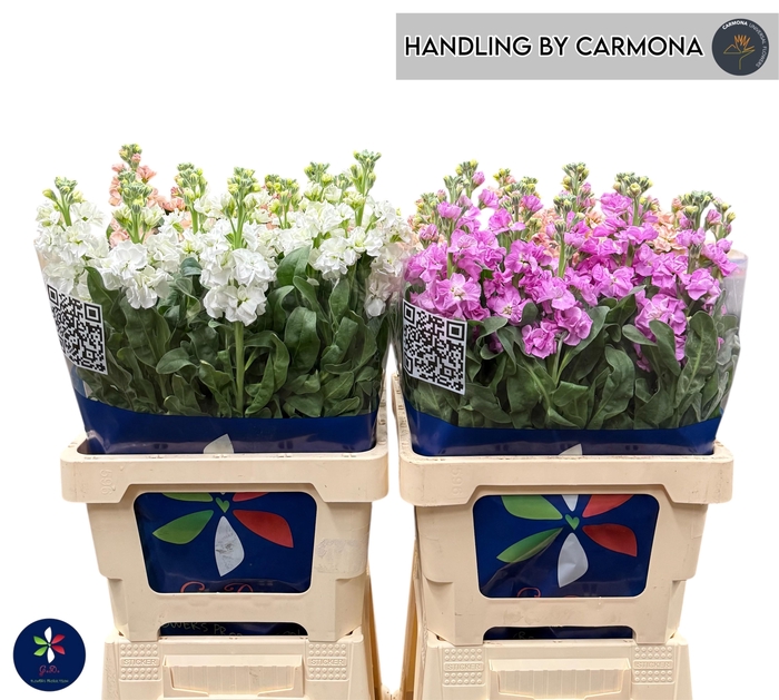 <h4>MATTH IMPALA GEM FST</h4>