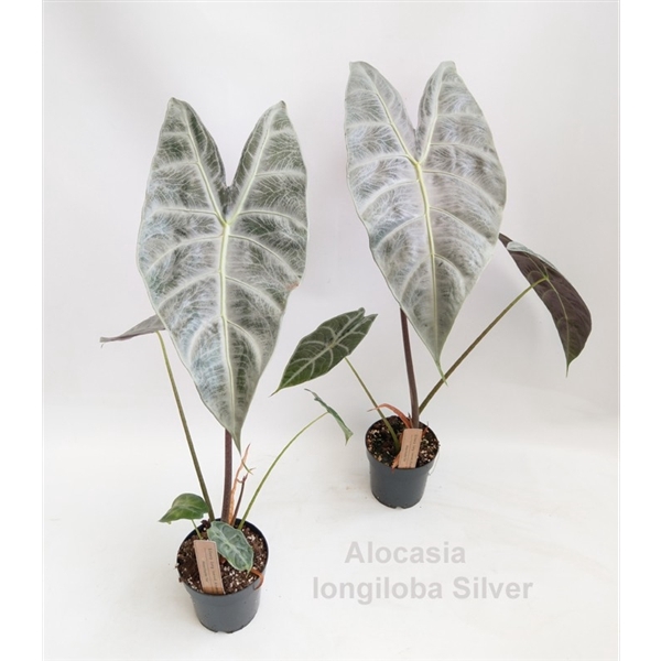 <h4>Alocasia longiloba Silver 14cm</h4>