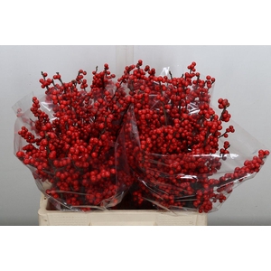 Ilex Ve Rode Bes 60cm (dussen)