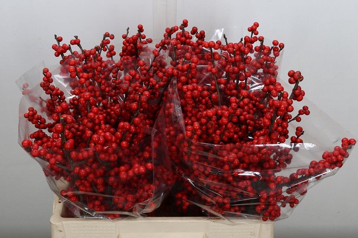 <h4>Ilex Ve Rode Bes 60cm (dussen)</h4>