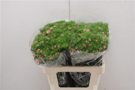 <h4>Di Barb Aldo Rose</h4>