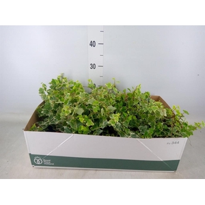 Hedera helix 'White Wonder'