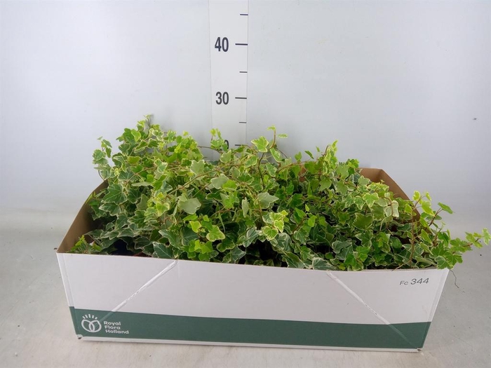 <h4>Hedera helix 'White Wonder'</h4>