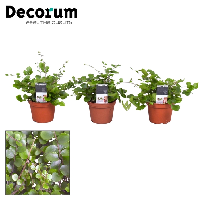 <h4>Pellaea rotundifolia</h4>