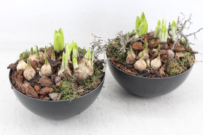 <h4>arr4 Bollenmix MB - Coupe black 285/5</h4>