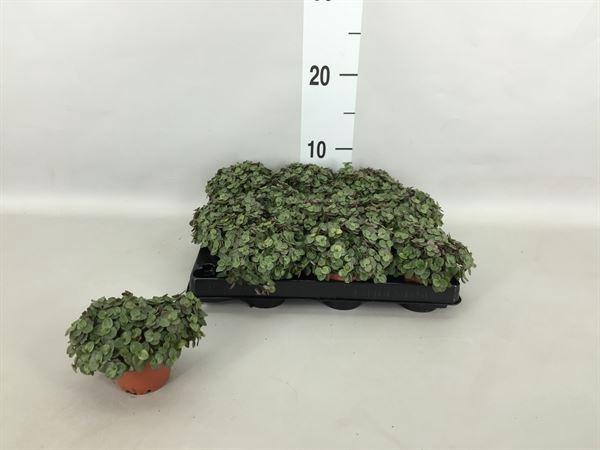 <h4>Callisia repens</h4>