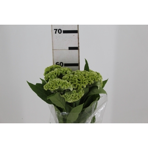 CEL. BOMBAY GREEN 060 CM VERDE