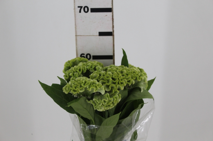 <h4>CEL. BOMBAY GREEN 060 CM VERDE</h4>