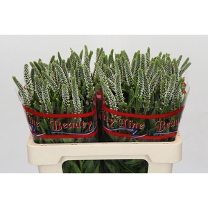 Veronica Skyler White