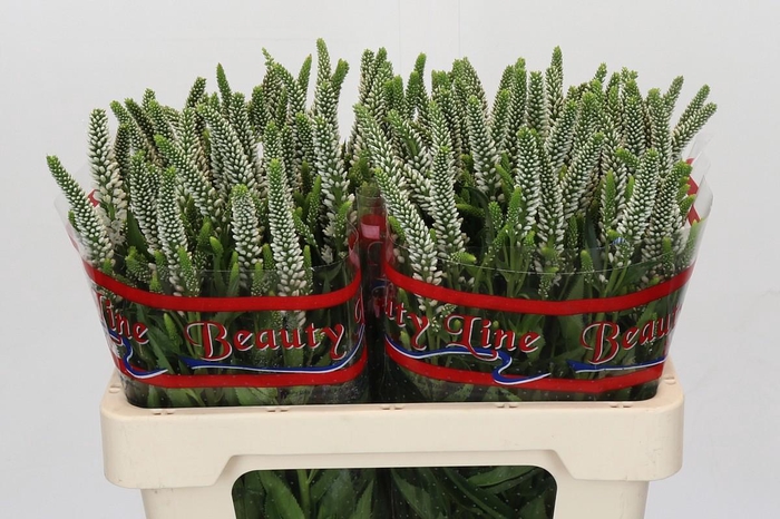 Veronica Skyler White