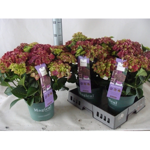 Hydrangea mac.