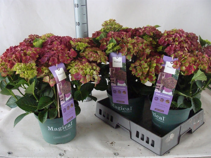 <h4>Hydrangea mac.</h4>