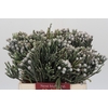 Kaaps Groen Silver Brunia