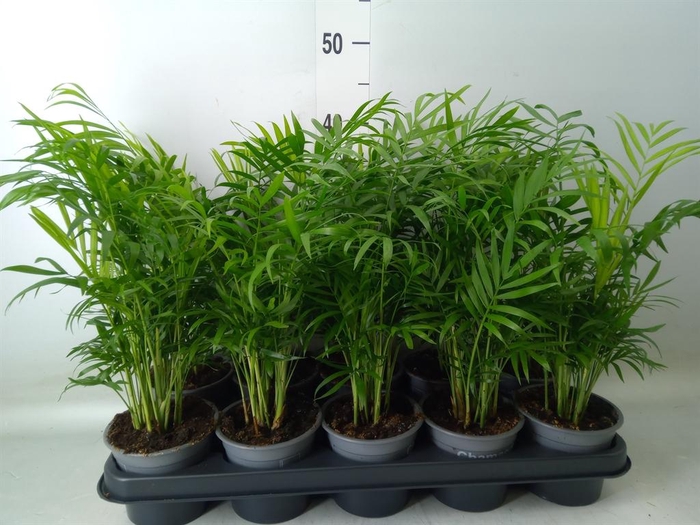 <h4>Chamaedorea elegans</h4>