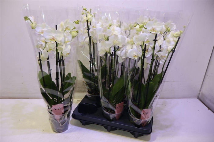 Phal An Inverness