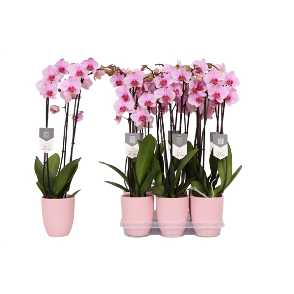 <h4>Phalaenopsis Washington, 3-spike 22+ Pink Ceramics</h4>