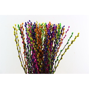 Salix Wilgenkatjes Rainbow Mix 90cm