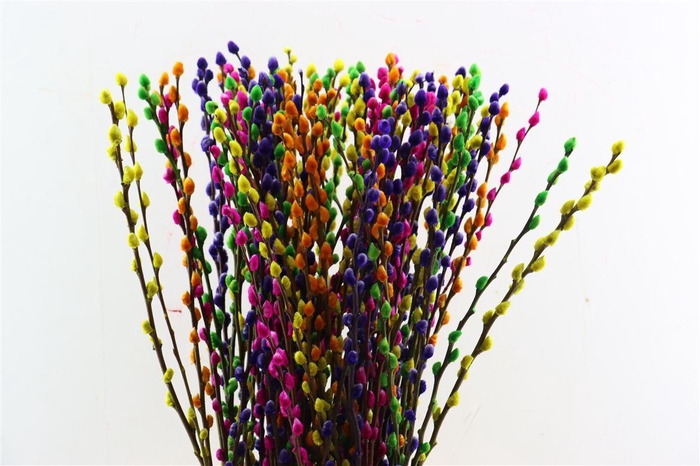 <h4>Salix Wilgenkatjes Rainbow Mix 90cm</h4>