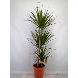Dracaena marg.