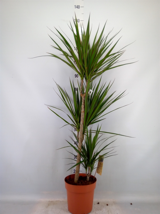 <h4>Dracaena marg.</h4>