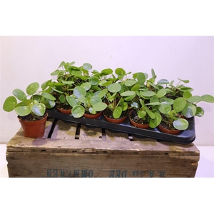 arr8 Pilea Peperomioides