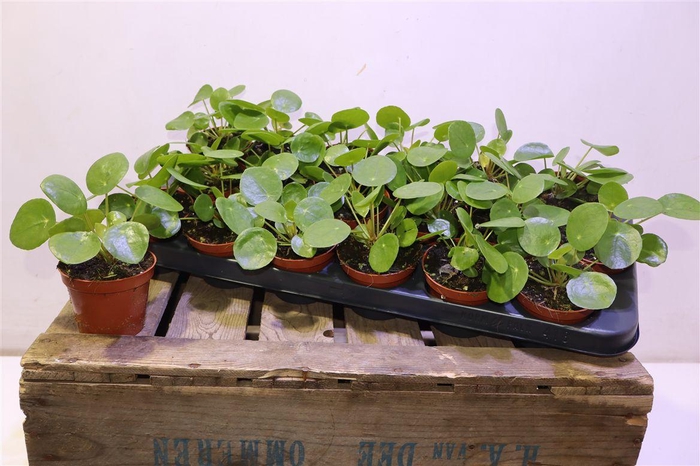 <h4>arr8 Pilea Peperomioides</h4>