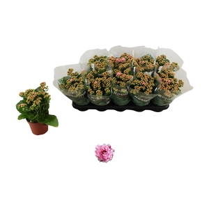 KAL GE ALANO BICOLOR