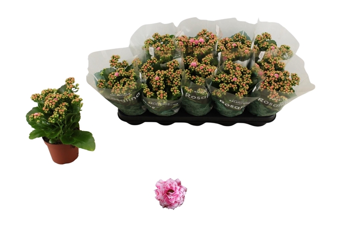 <h4>KAL GE ALANO BICOLOR</h4>