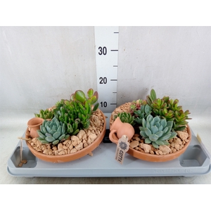 Arr.  Succulents H%
