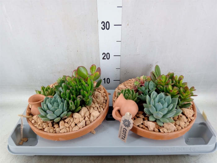 <h4>Arr.  Succulents H%</h4>