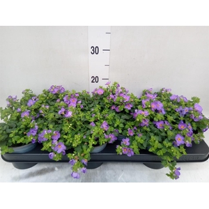 Sutera  'Blue Showers'