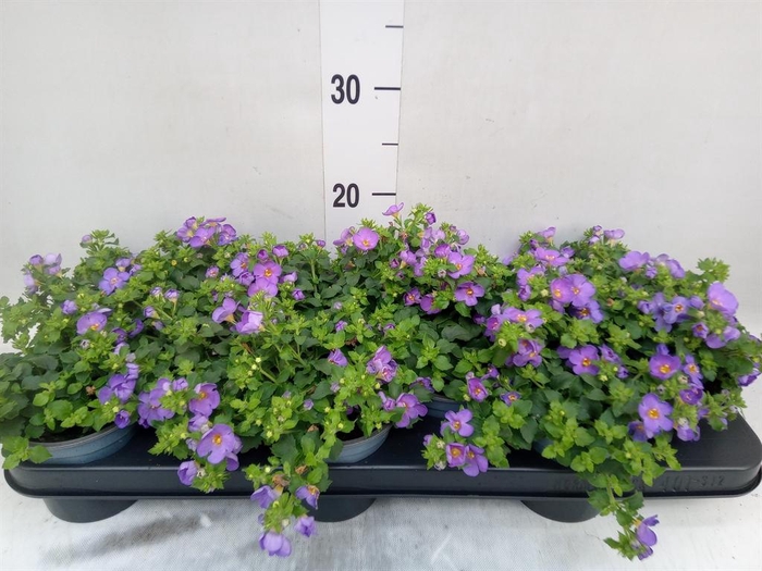 <h4>Sutera  'Blue Showers'</h4>