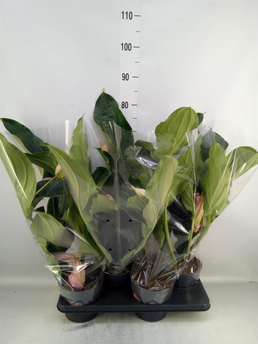 <h4>Medinilla magn.</h4>