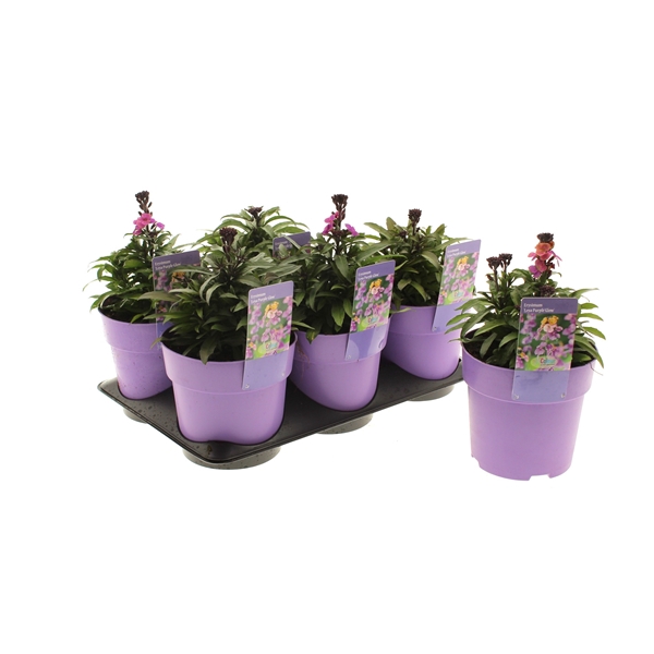 <h4>Erysimum Leya Purple Glow</h4>