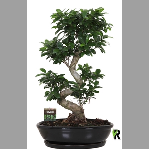 Ficus microcarpa 'Ginseng'