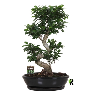 Ficus microcarpa 'Ginseng'