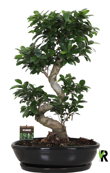 <h4>Ficus microcarpa 'Ginseng'</h4>