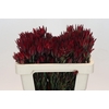 Leucadendron Blush Spray