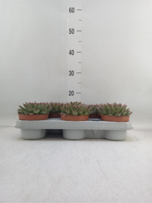 <h4>Echeveria   ...</h4>