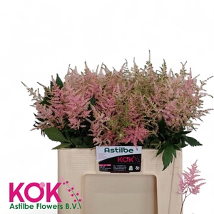ASTILBE OVERIG ASTIL OV