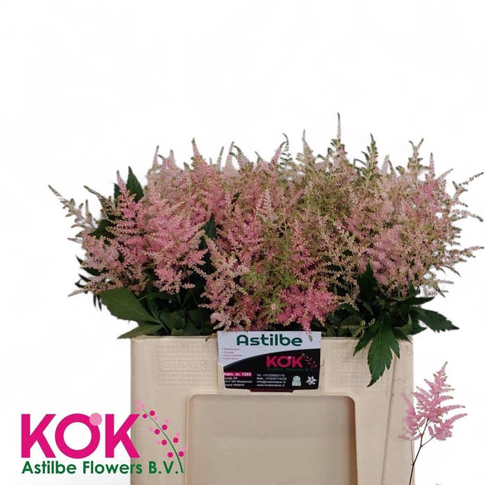 <h4>ASTILBE OVERIG ASTIL OV</h4>