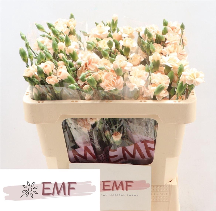 <h4>Di Tr Hamada</h4>