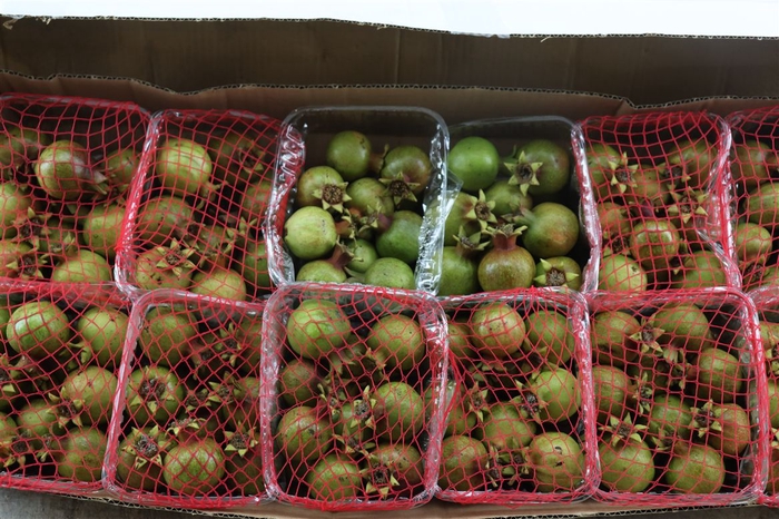 <h4>Sier Granaatappel Red Green X12 P Box</h4>