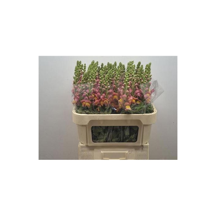 <h4>Antir Antibes Orange</h4>