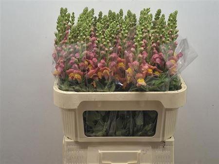 <h4>Antir Antibes Orange</h4>