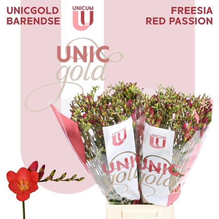 <h4>Freesia enk Red Passion</h4>