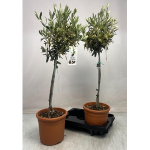 OLEA EUROPAEA